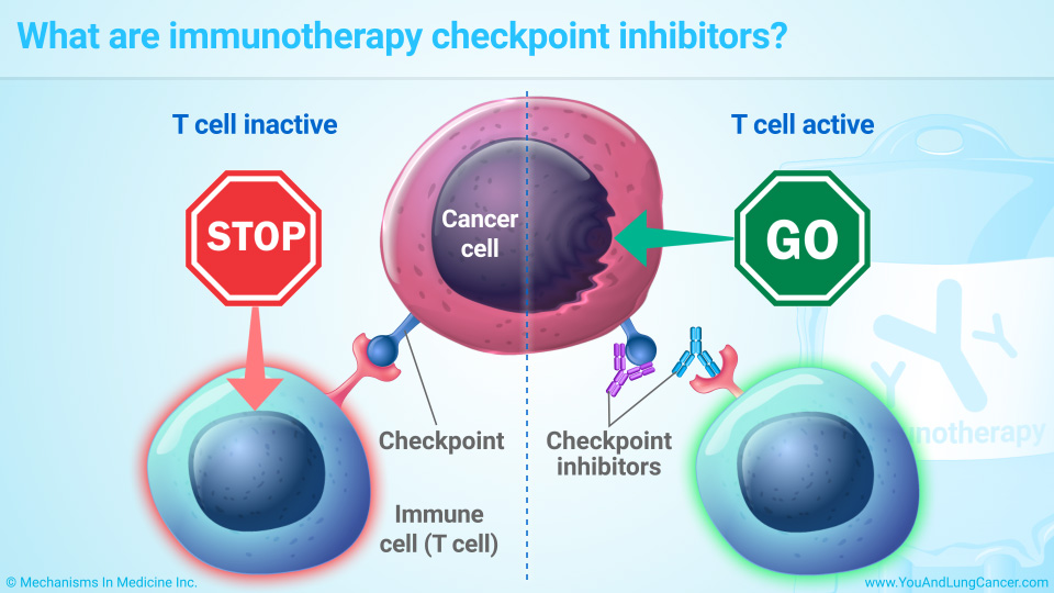 What are immunotherapy checkpoint inhibitors?