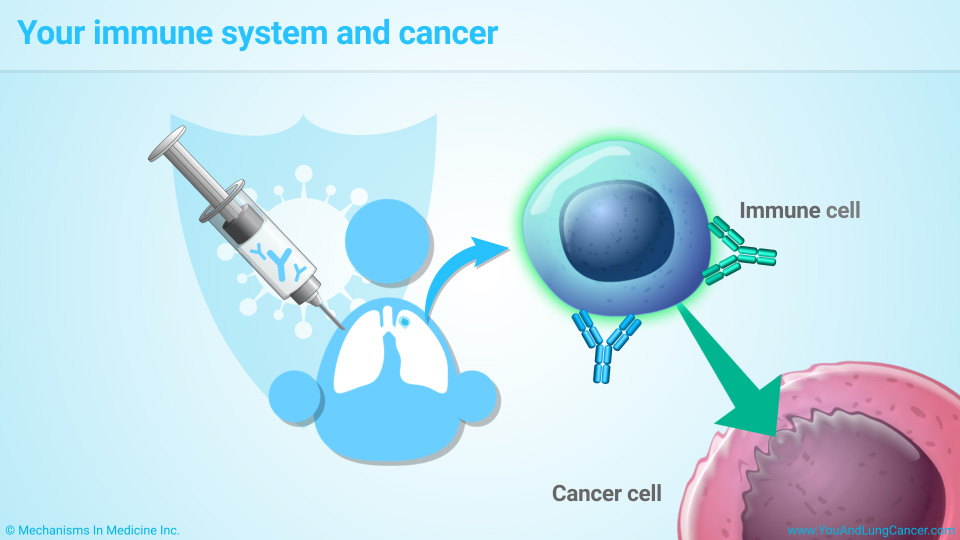 Your immune system and cancer